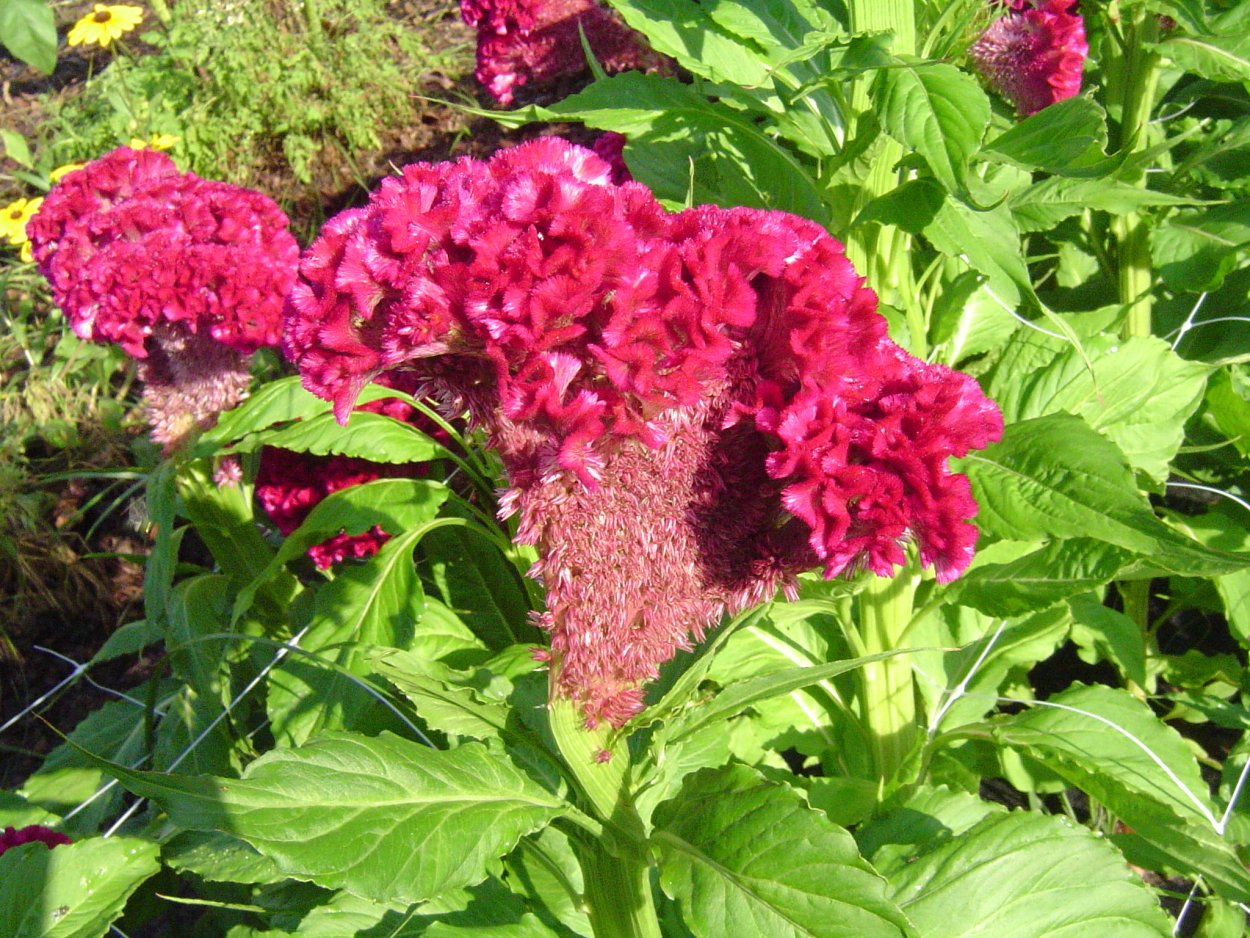 Цветок целозия петушиный гребешок