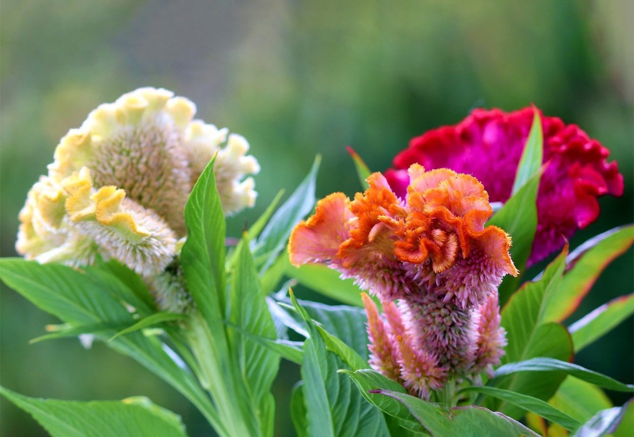 Целозия Кристата