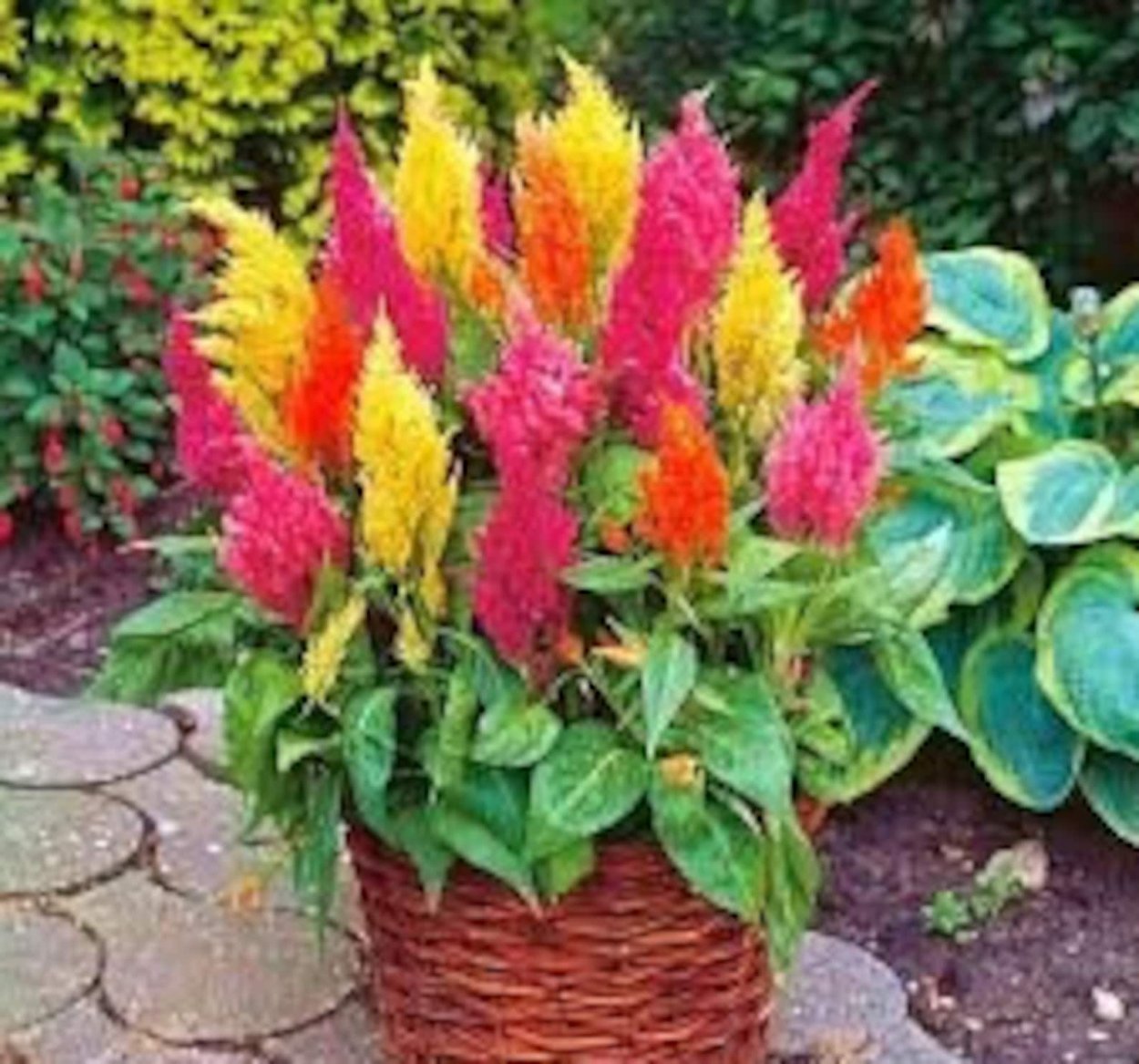 Цветы целозия метельчатая