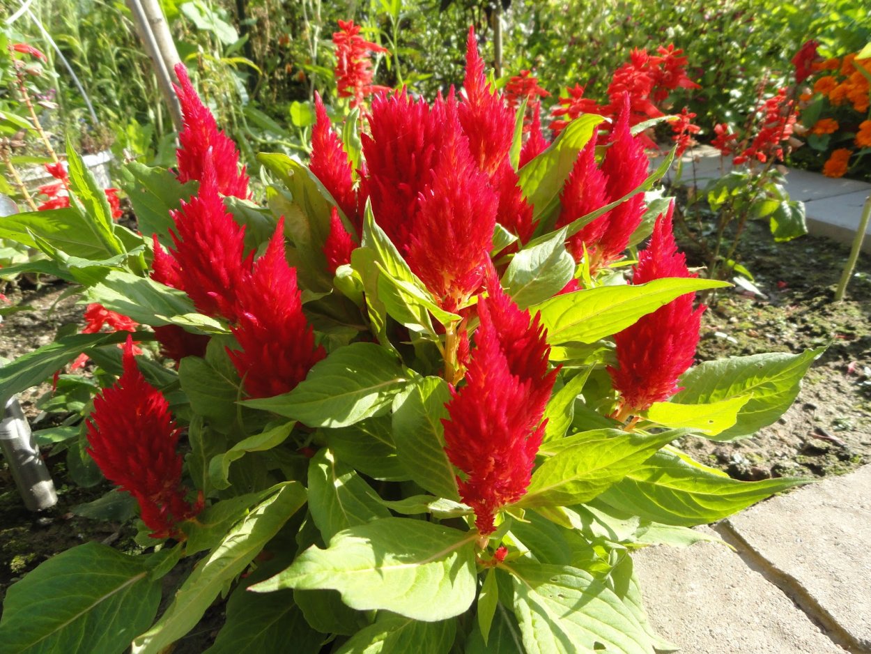 Целозия Пампас