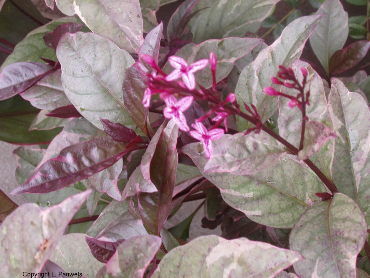 Псевдоэрантемум пурпурный