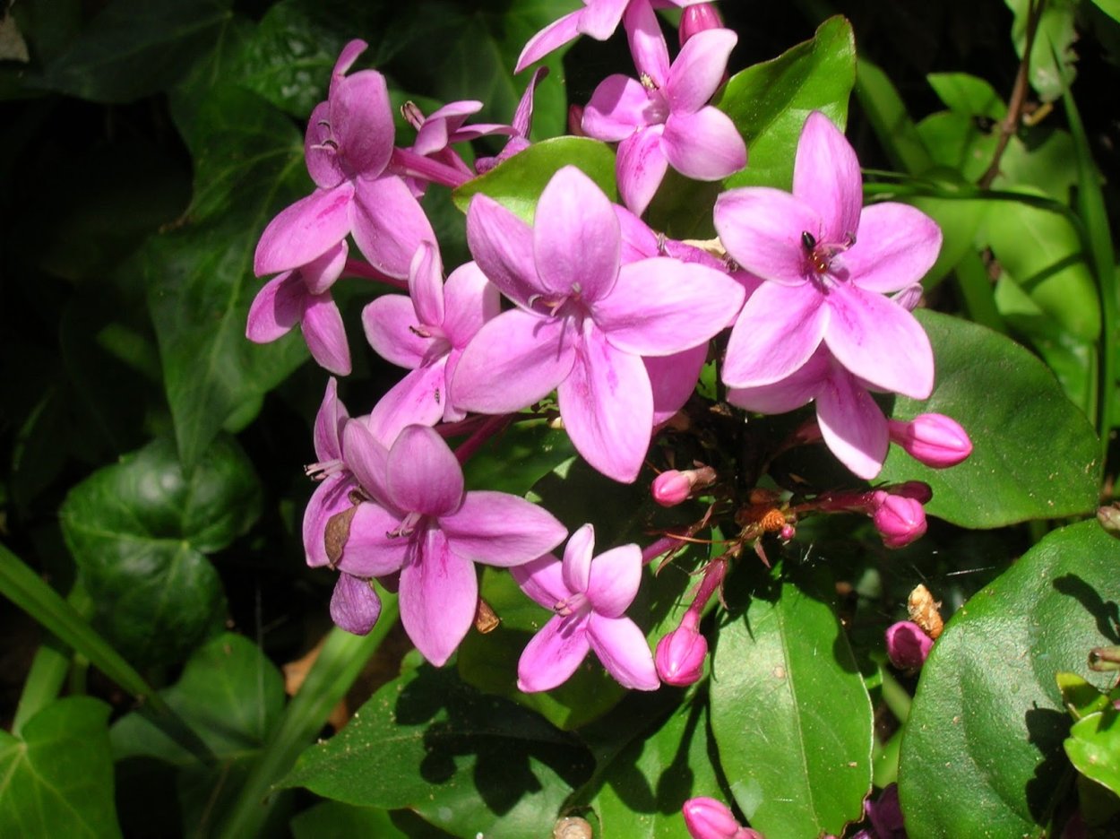 Цветок Псевдоэрантемум