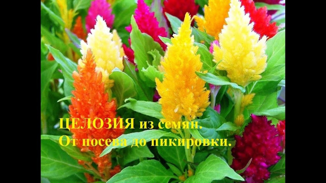 Целозия перистая Глориас ред