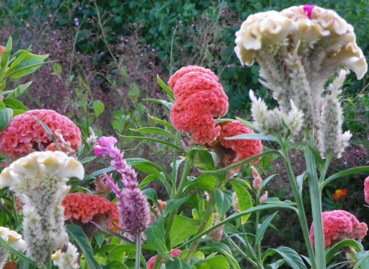 Целозия гребенчатая петушиный гребешок