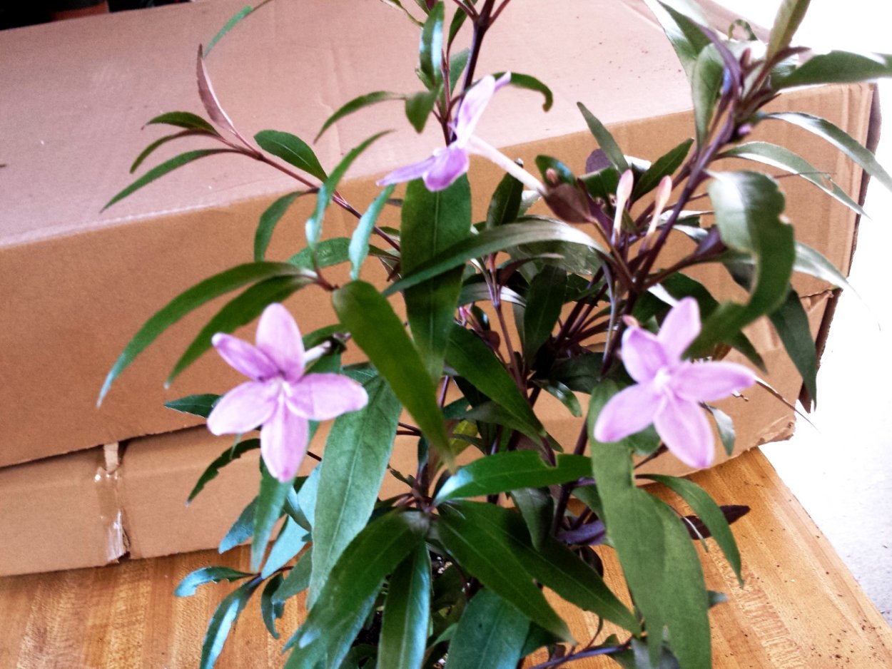 Псевдоэрантемум variabile