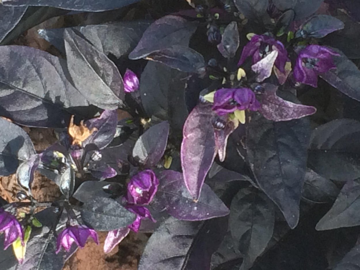 Псевдэрантемум Вариегата