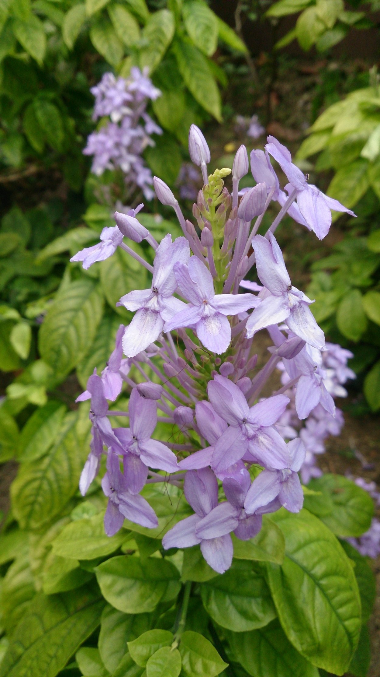 Псевдоэрантемум сетчатый