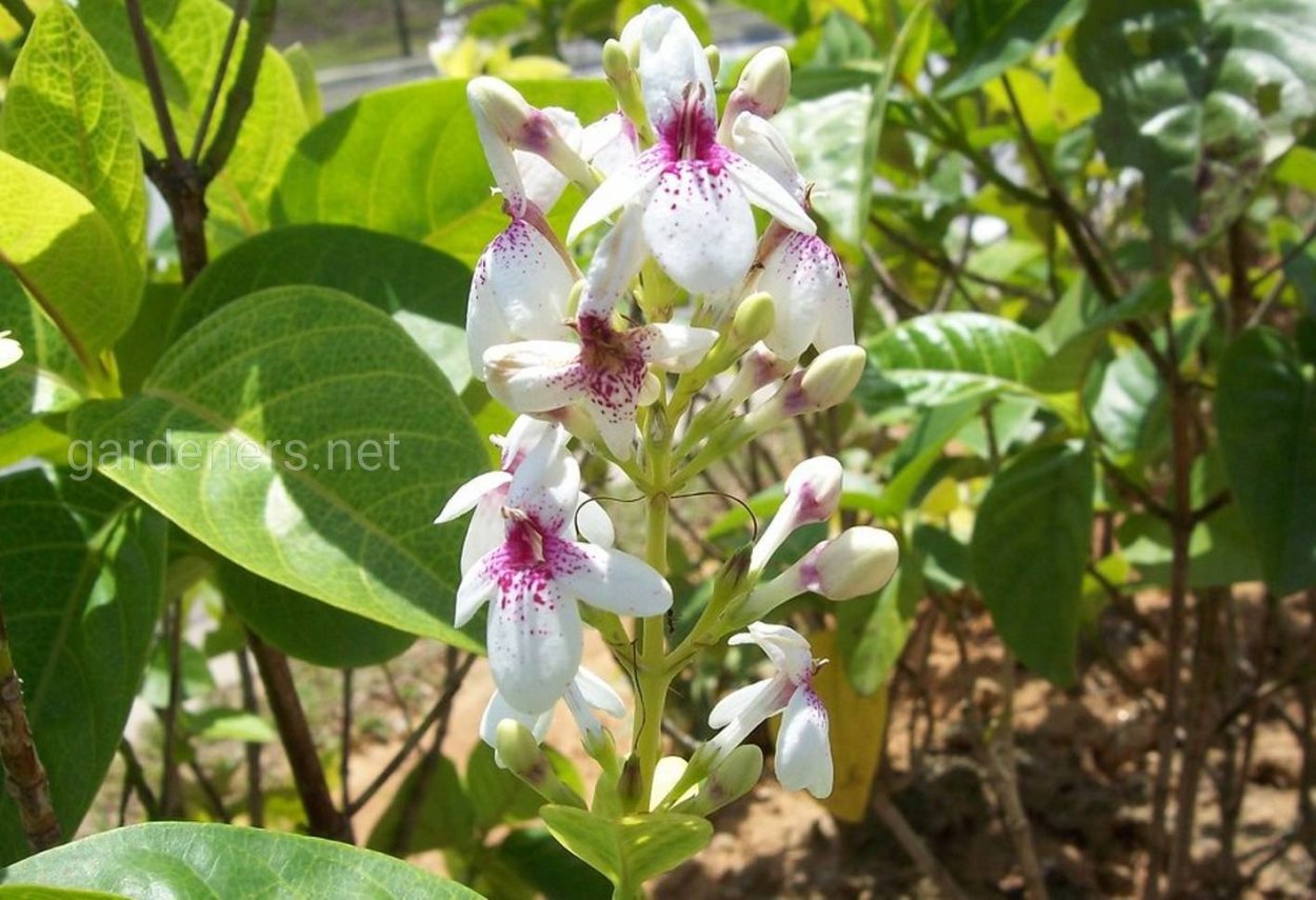 Псевдоэрантемум сетчатый цветок