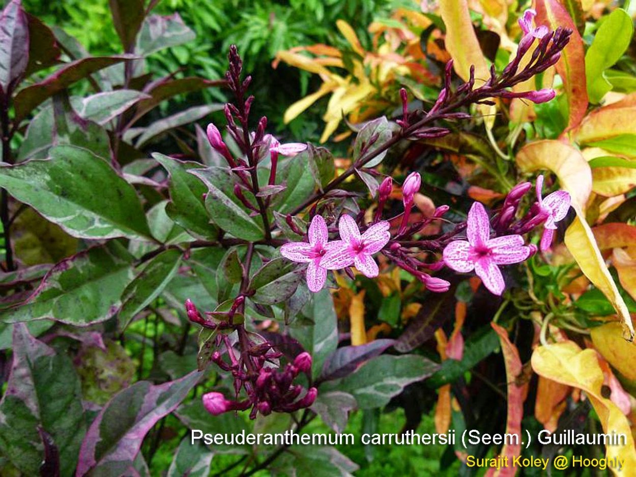 Псевдоэрантемум багряный