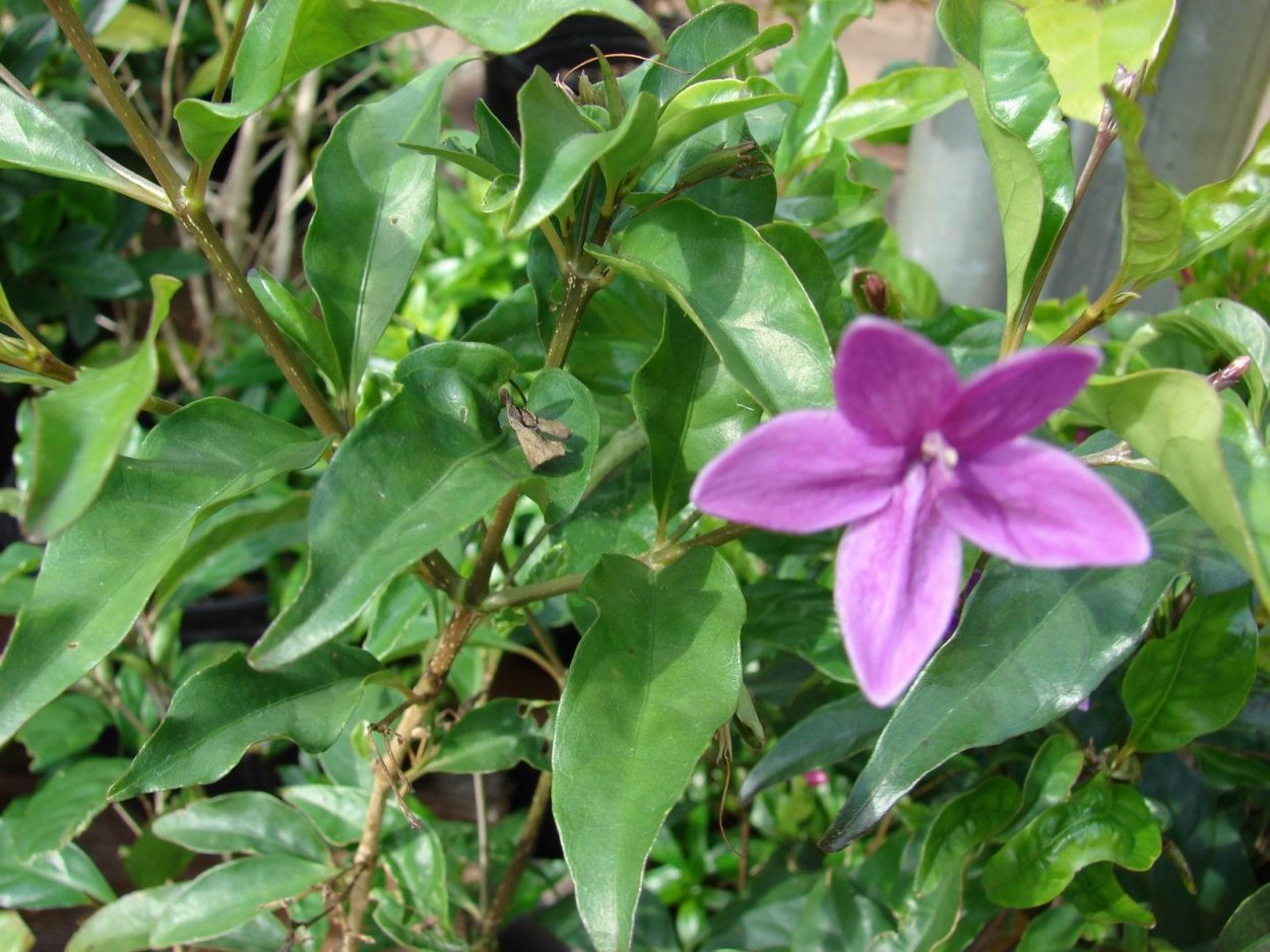 Псевдэрантемум Вариегата