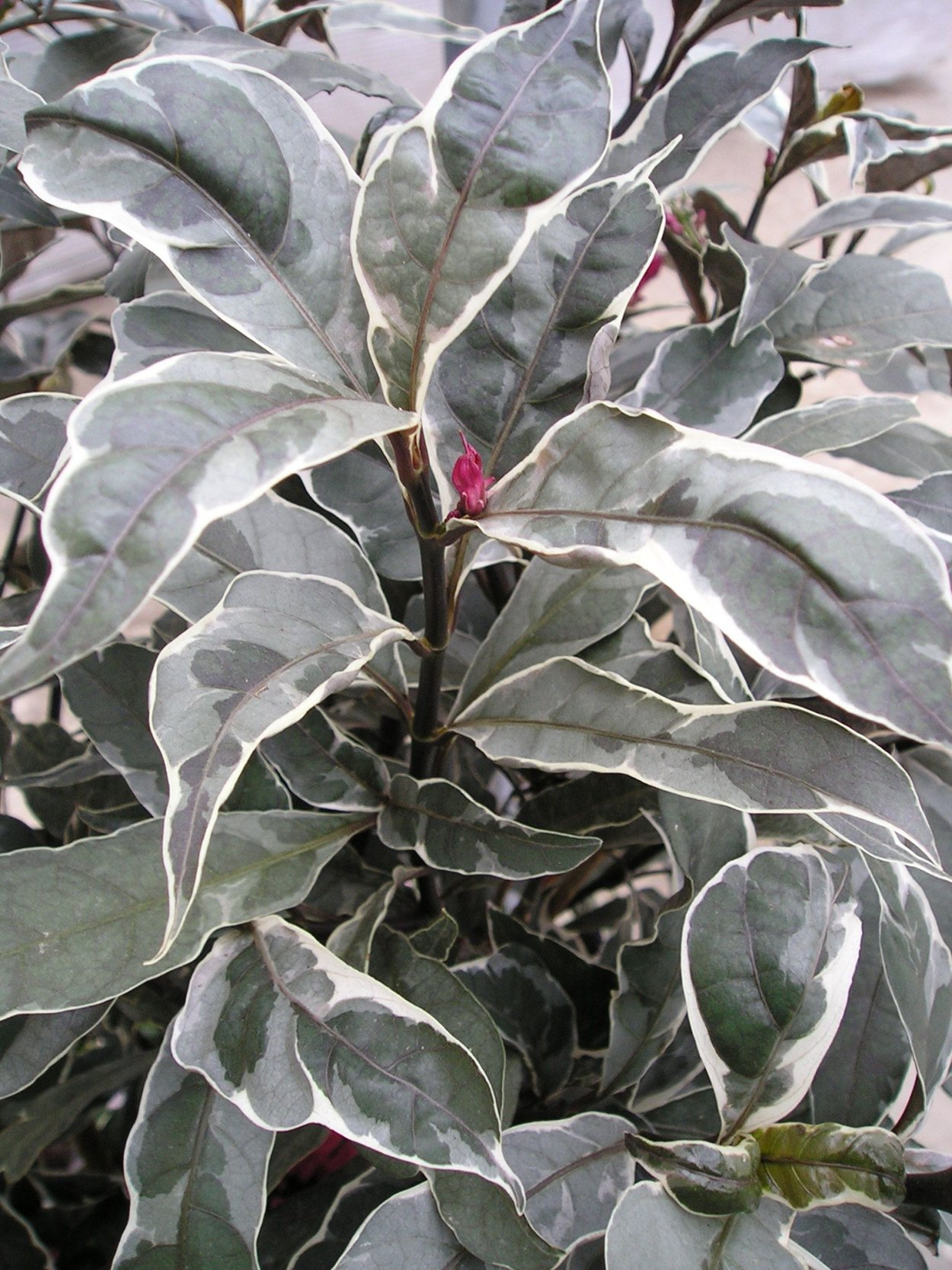 Pseuderanthemum carruthersii