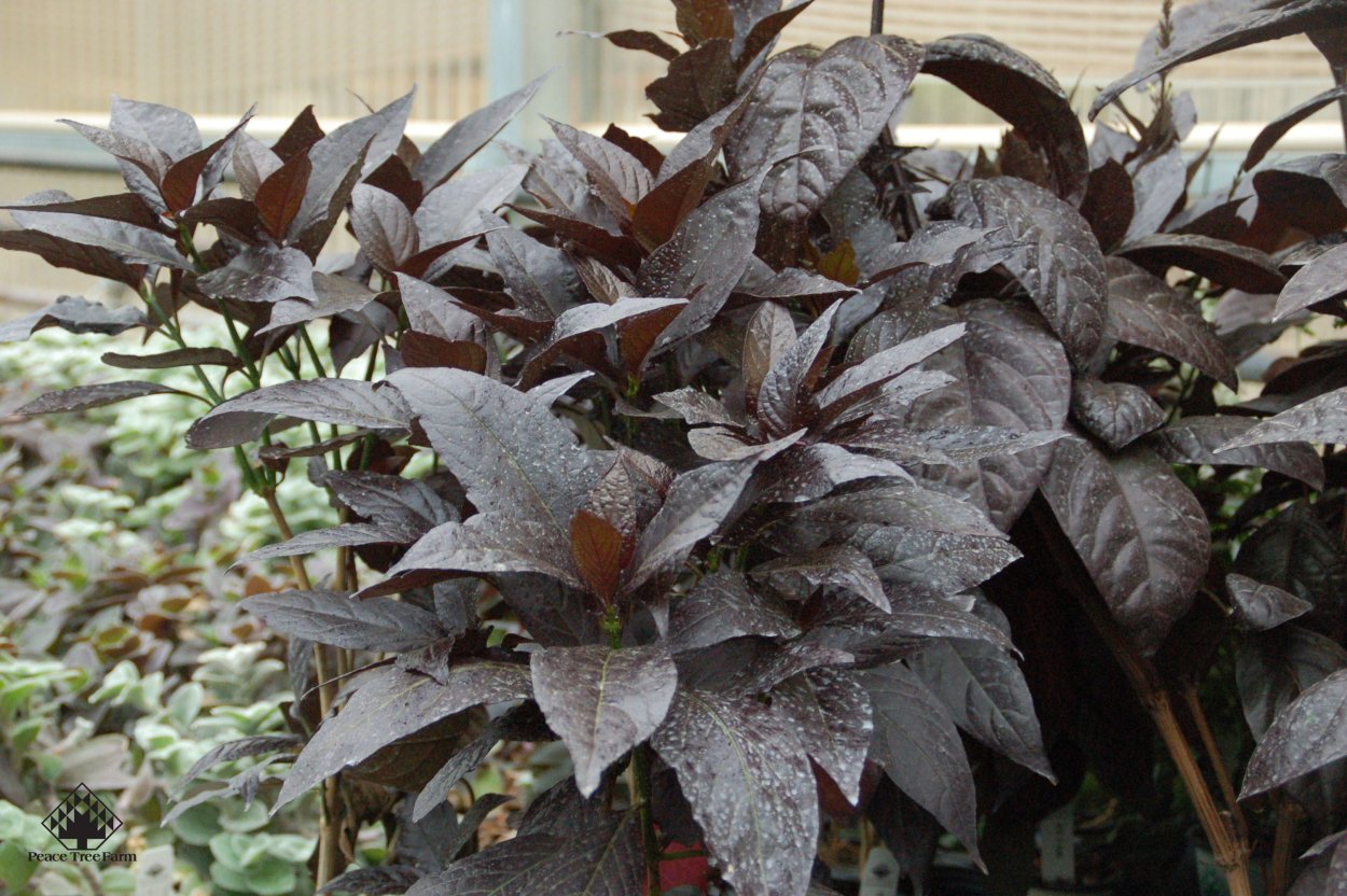 Цветок Псевдоэрантемум