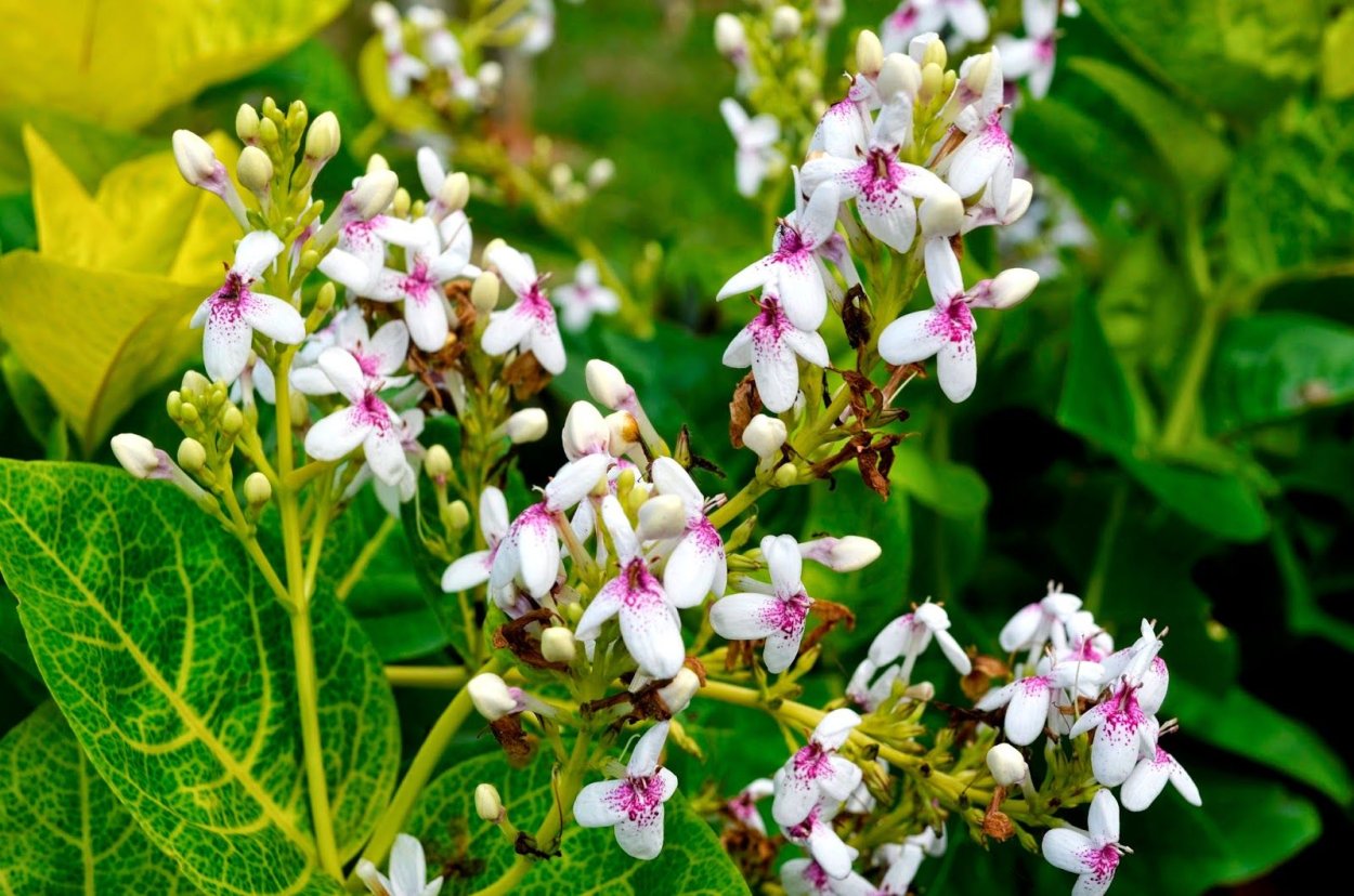 Псевдоэрантемум вариегатный