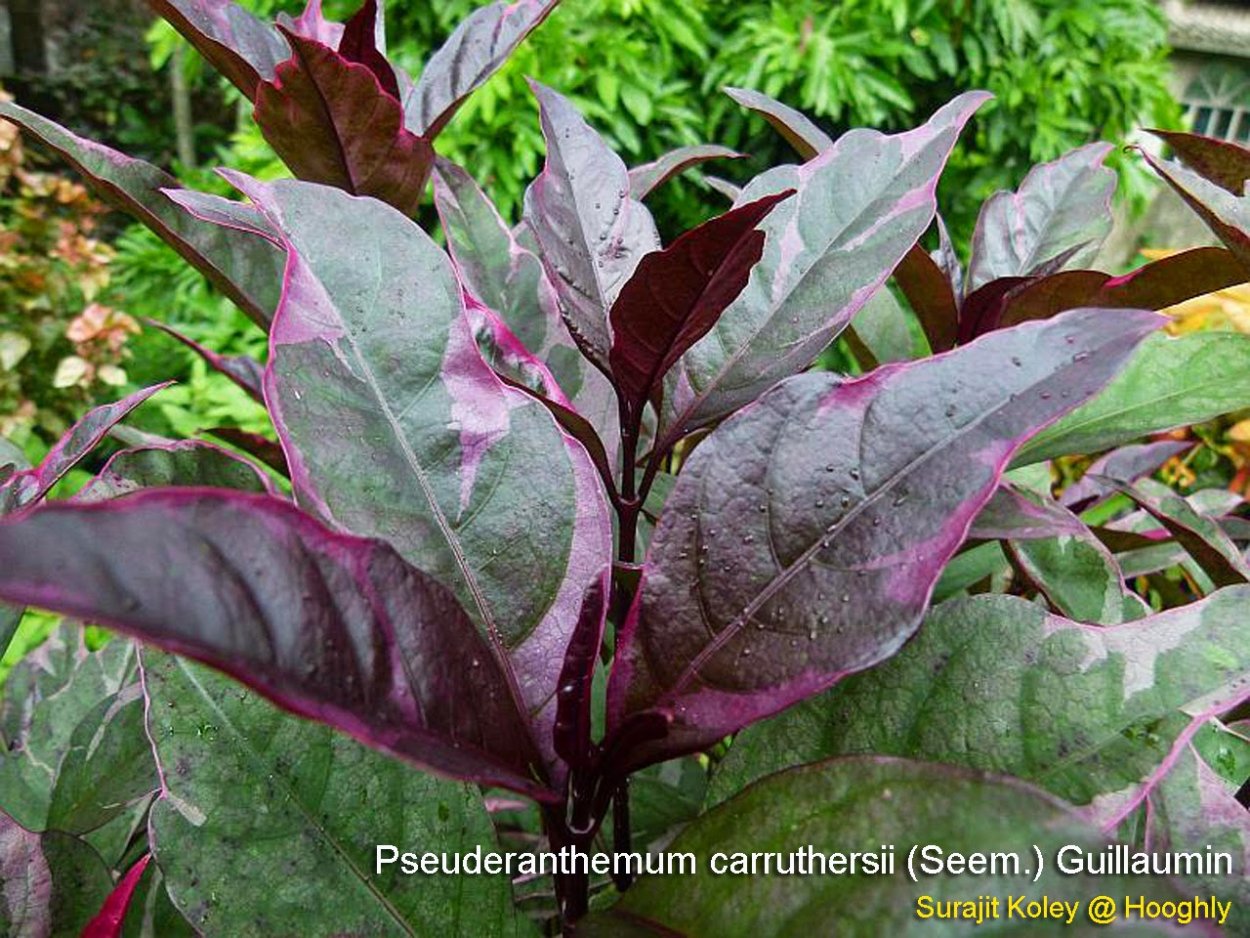 Pseuderanthemum Atropurpureum