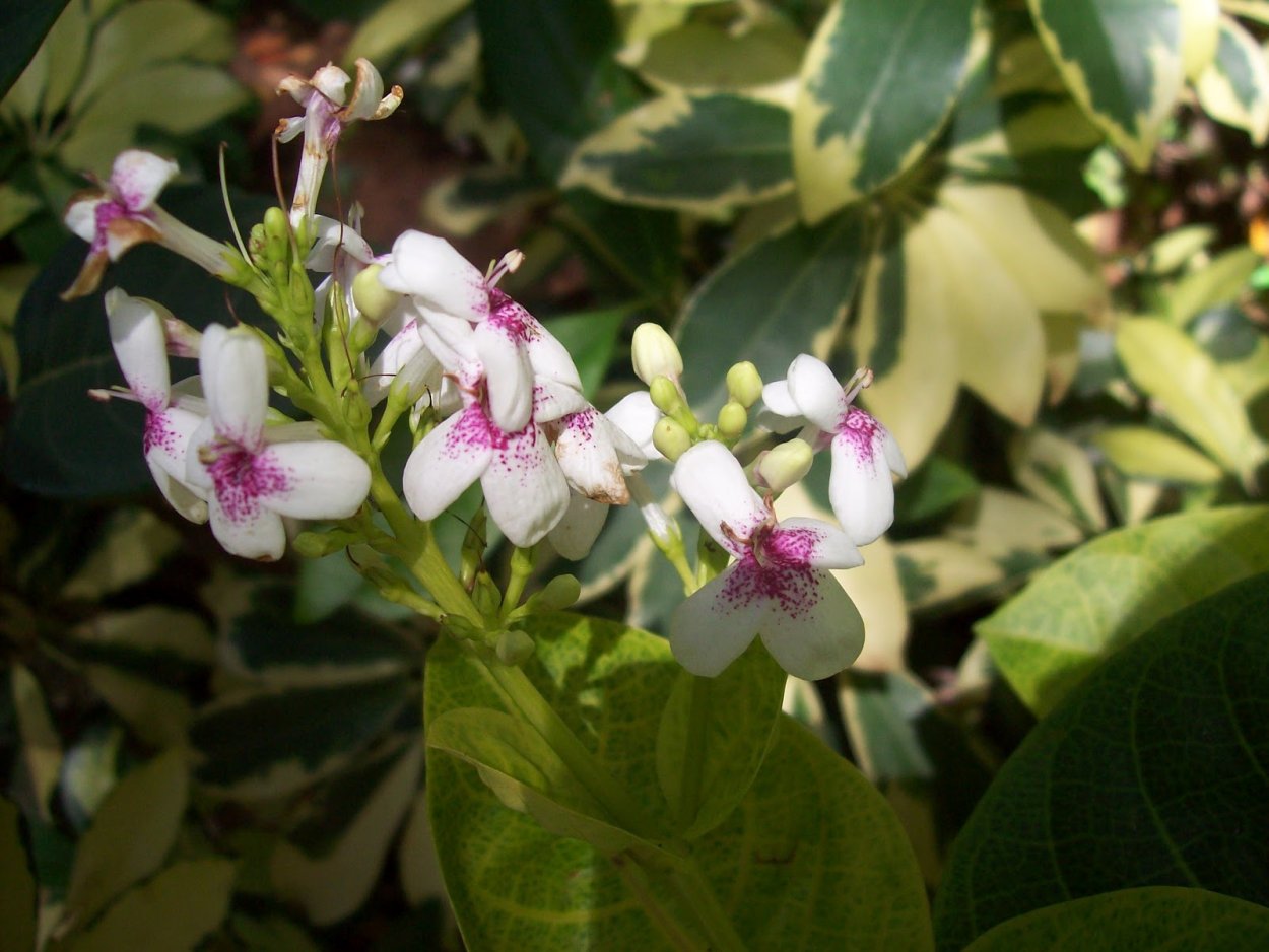 Псевдоэрантемум андерсони