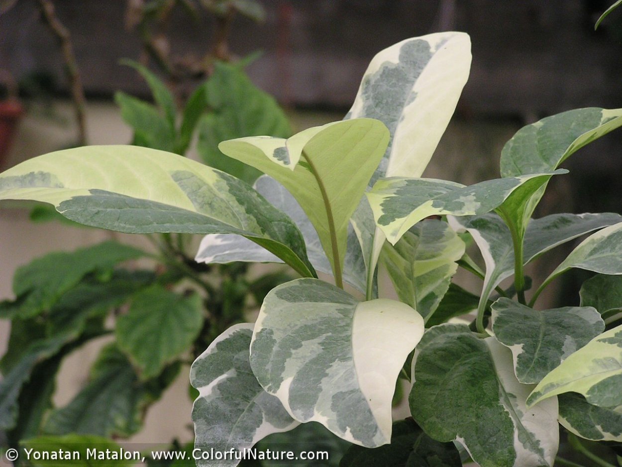 Псевдэрантемум Вариегата