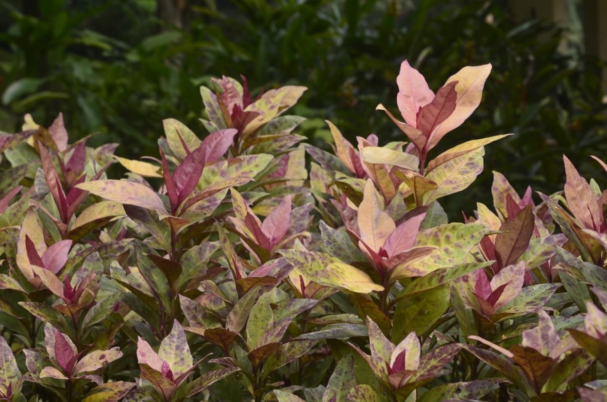 Псевдоэрантемум багряный Вариегата