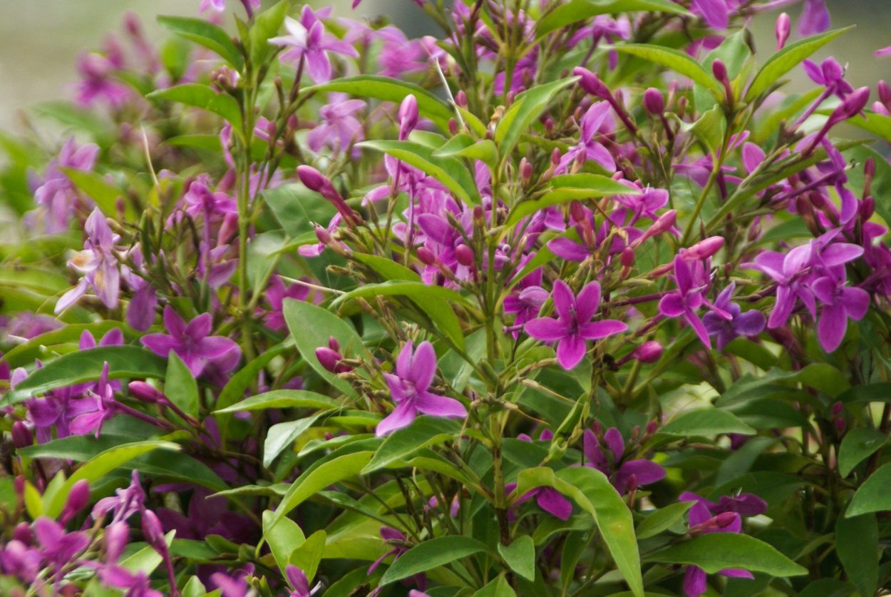 Цветок Псевдоэрантемум