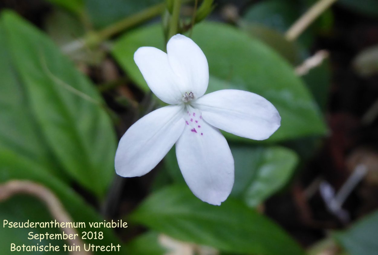 Pseuderanthemum Atropurpureum