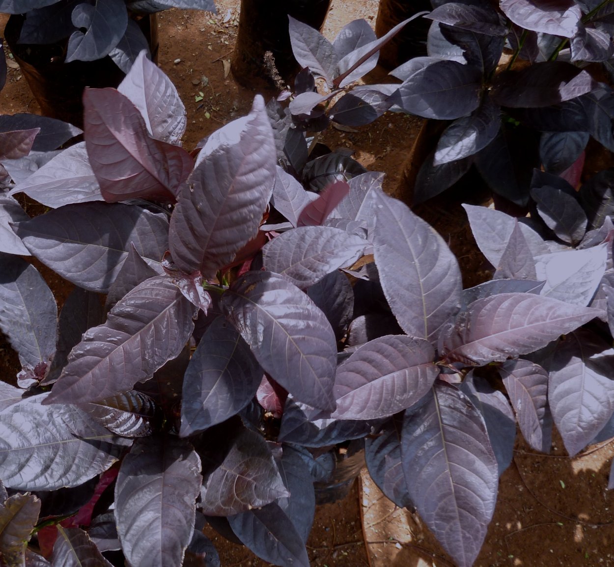 Псевдоэрантемум андерсони