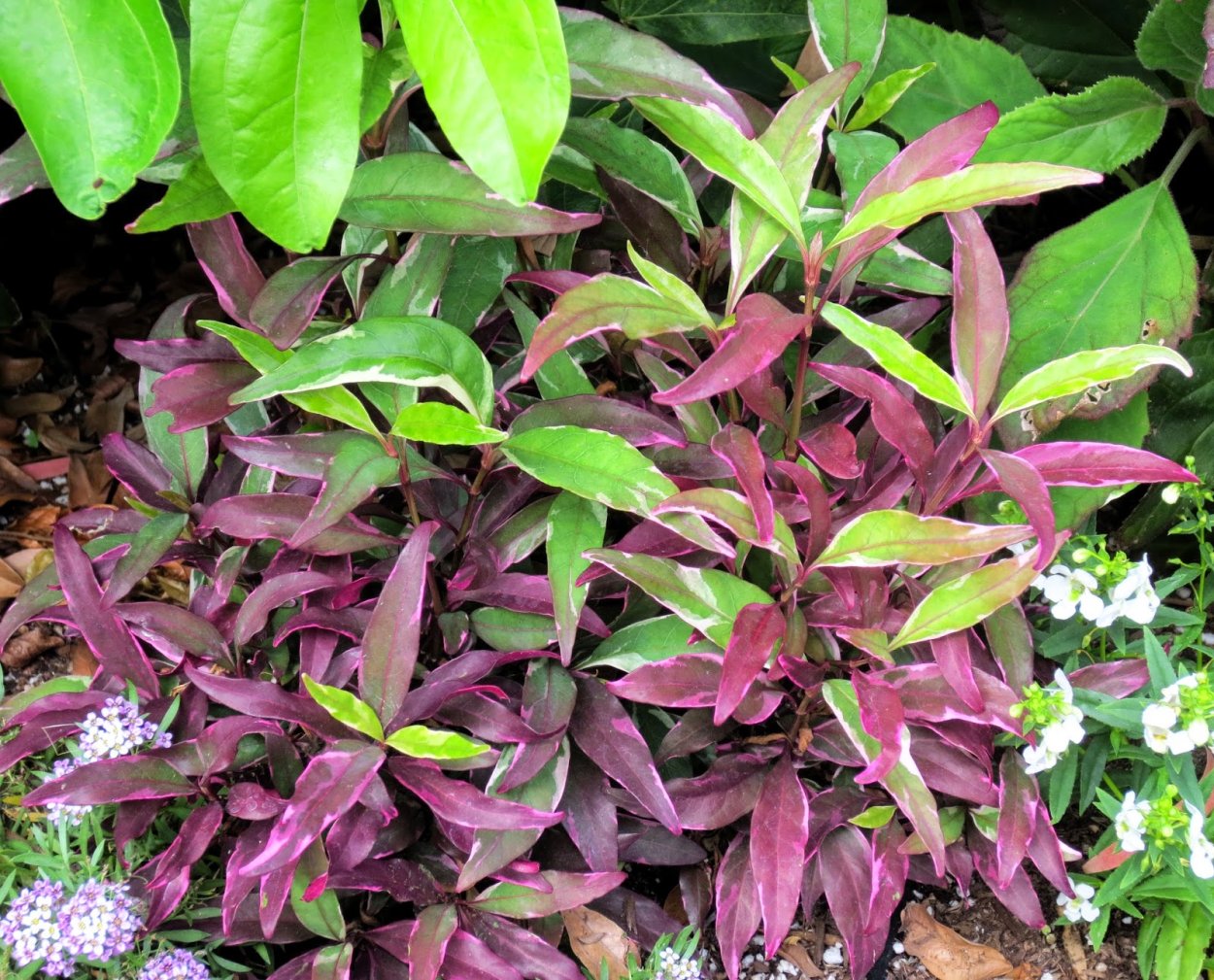 Псевдоэрантемум андерсони