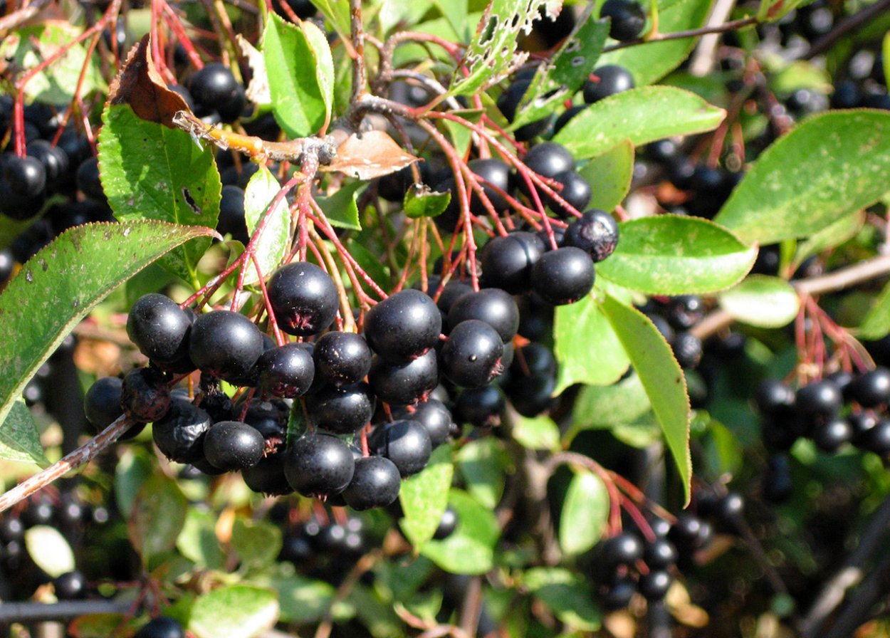 Арония черноплодная ареал