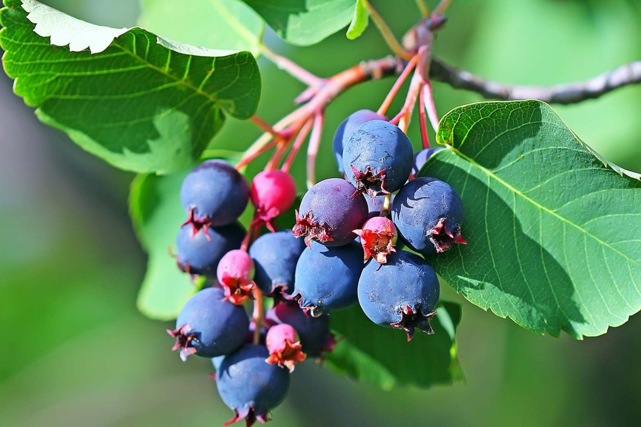 Ирга Ламарка плоды