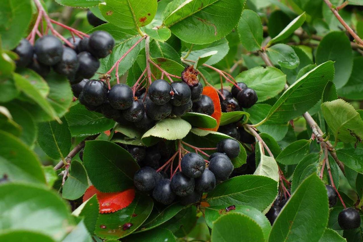 Черноплодка арония