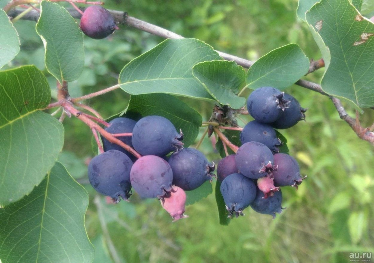 Ирга канадская Звездная ночь