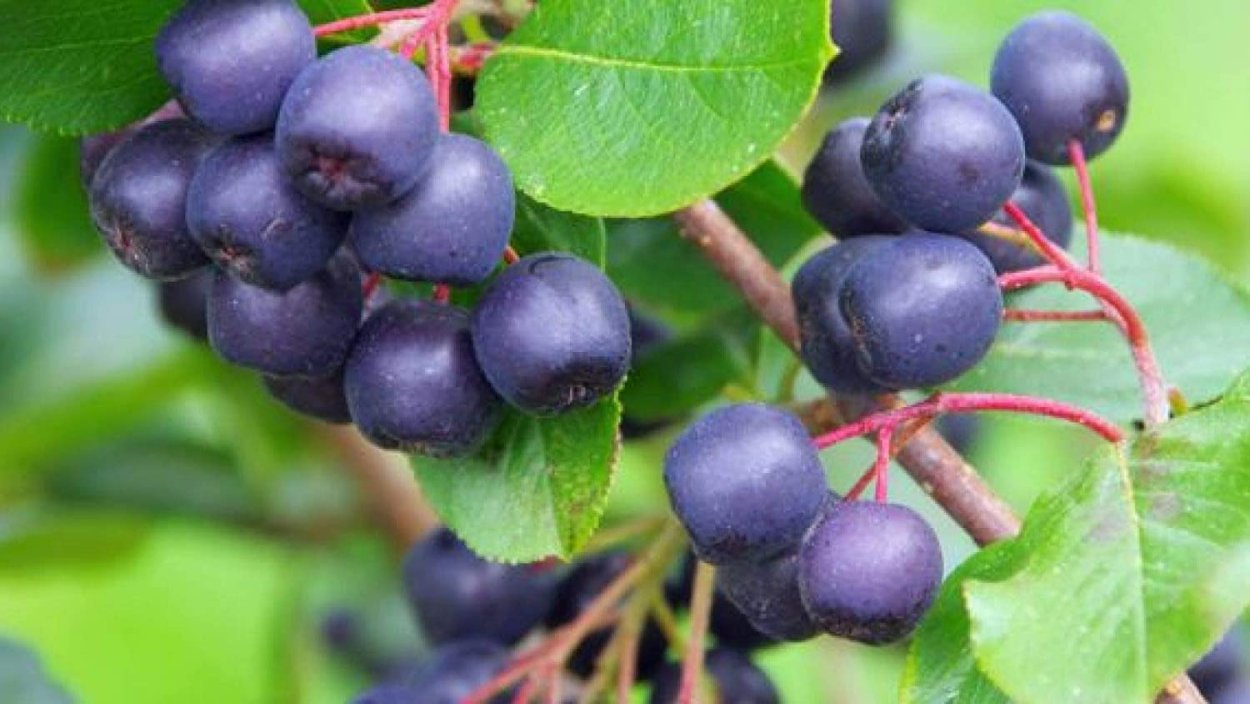 Ирга и черноплодная рябина