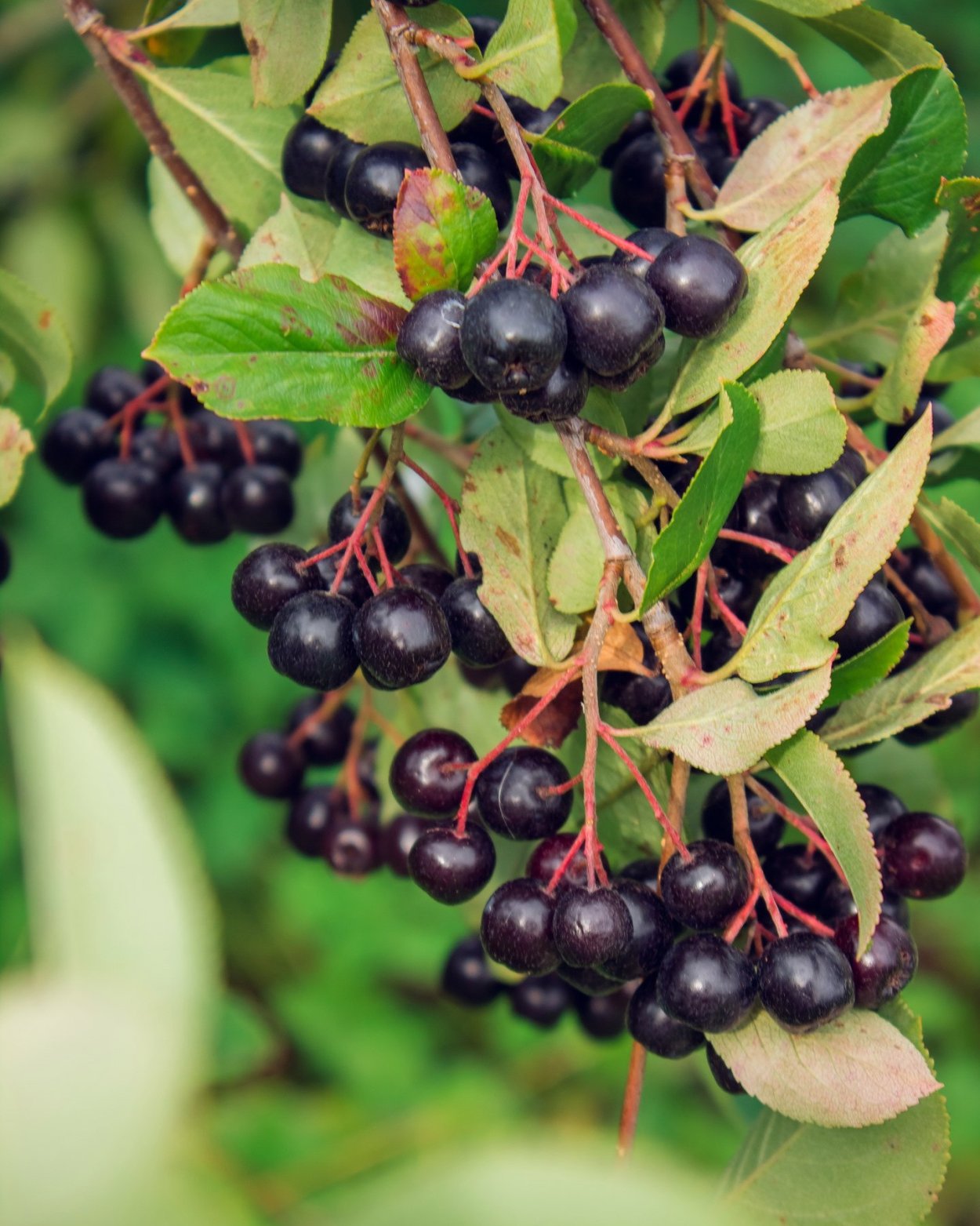 Арония черноплодная косточка