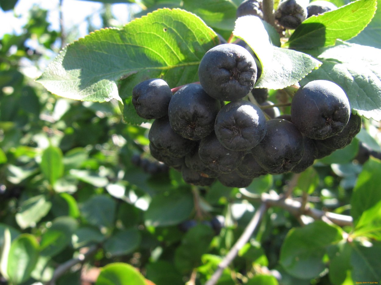 Вараняжка ягода вороняжка