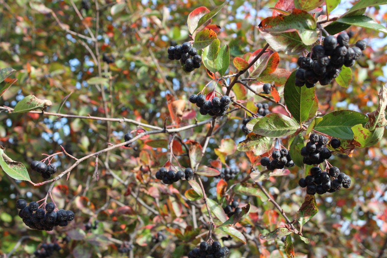 Ирга и черноплодная рябина