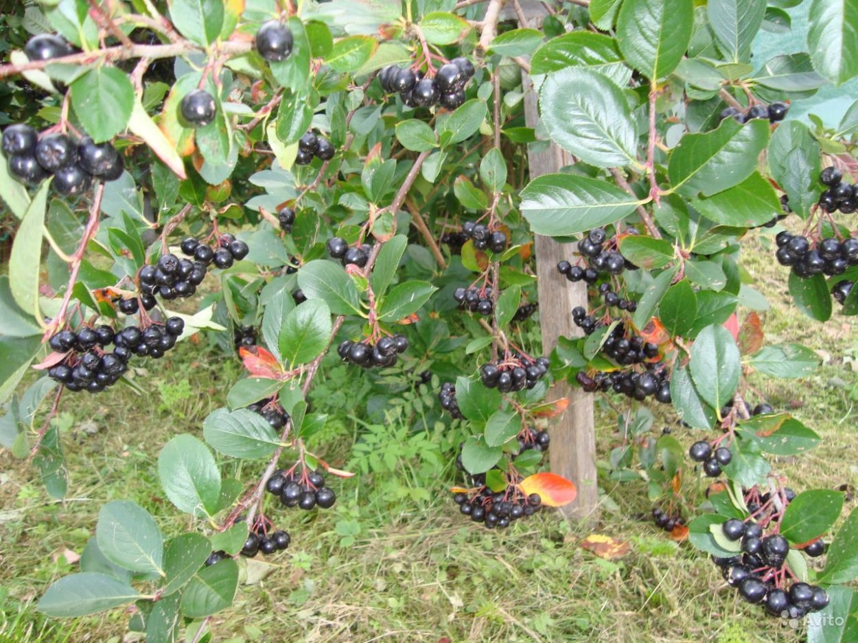 Рябина черноплодная штамбовая