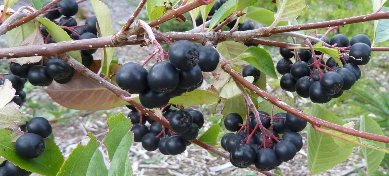 Арония черноплодная «Хугин»
