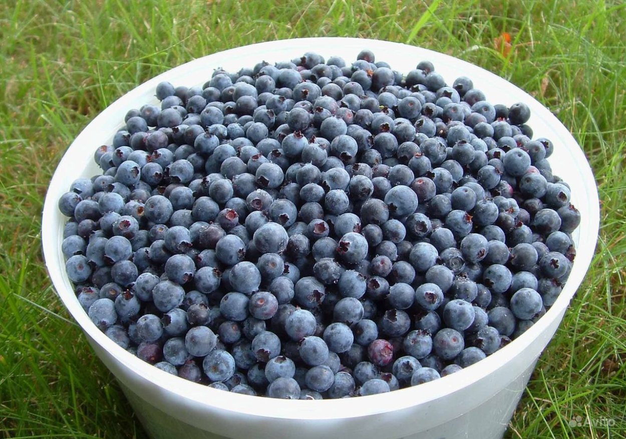 Черника и голубика и ирга
