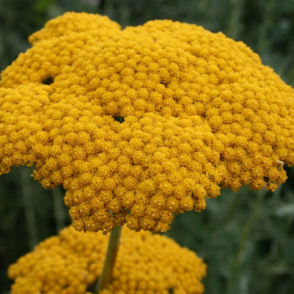 Плеопсидиум жёлтый