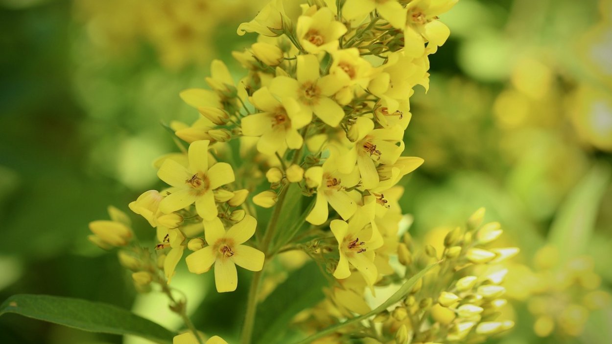 Мимоза Сибирская цветок