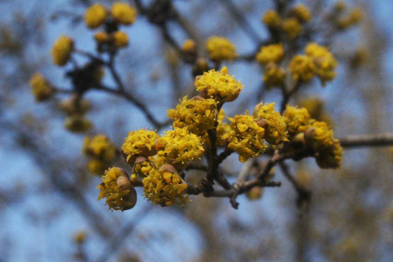 Мимоза хостилис