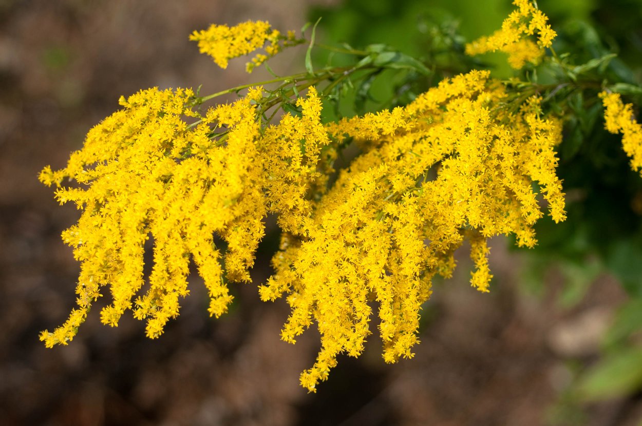 Дерево цветущее желтыми соцветиями