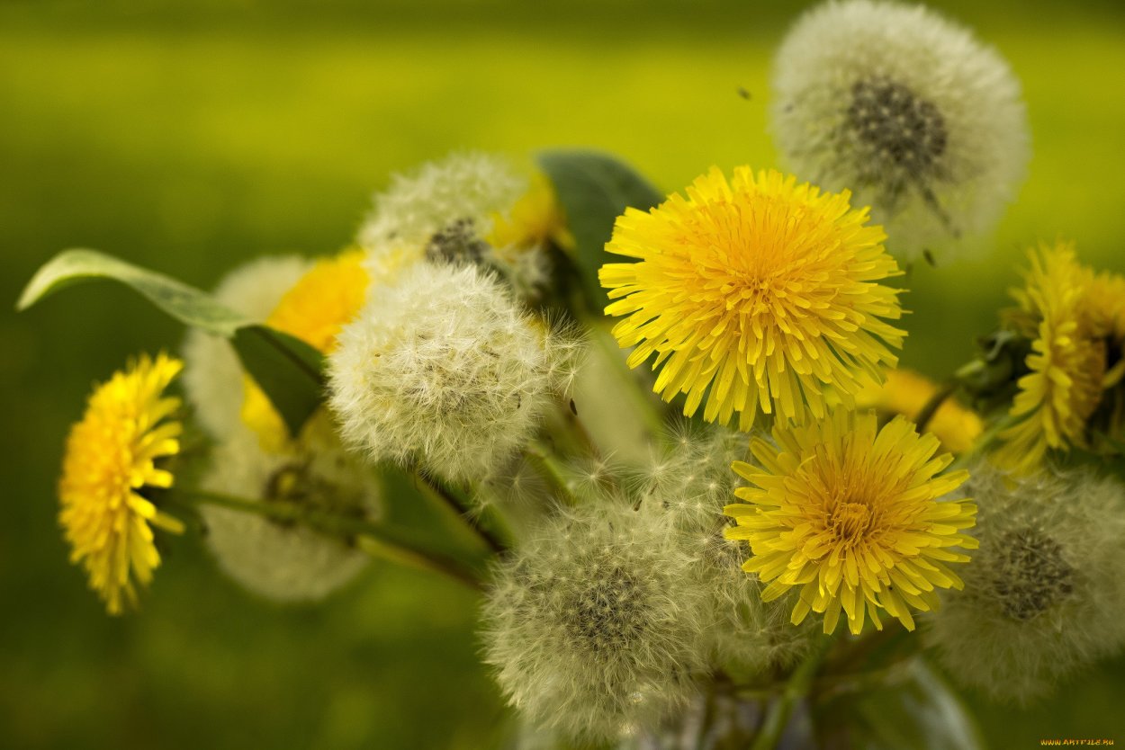 Одуванчик лекарственный язычковый цветок