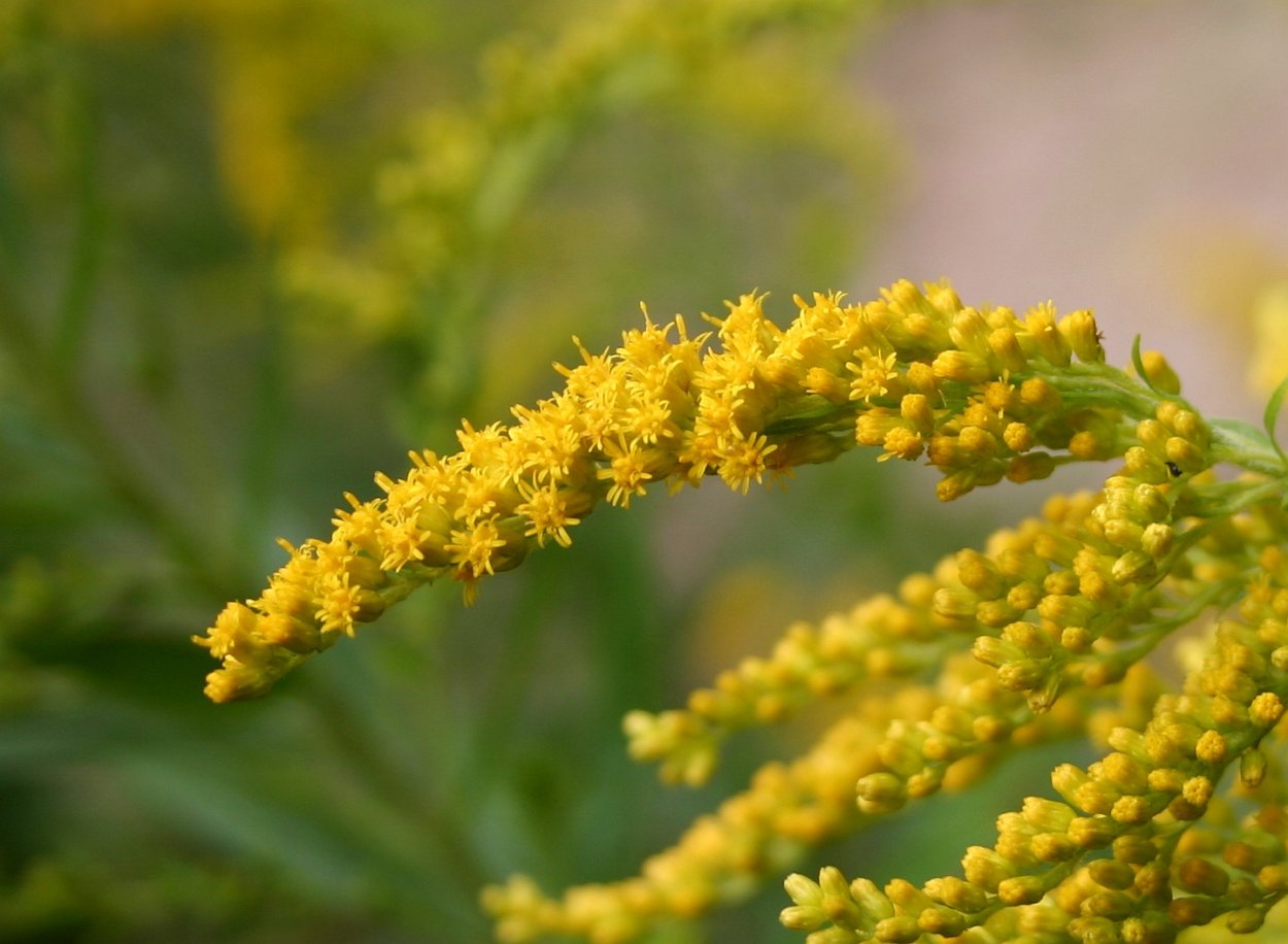 Пижма Мимоза