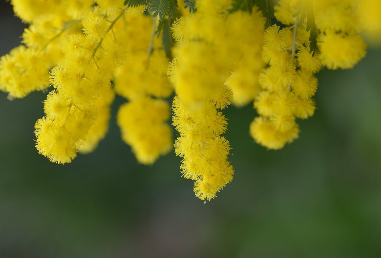 Солидаго скученый (Solidago glomerata &#96;Goldkind&#96;)