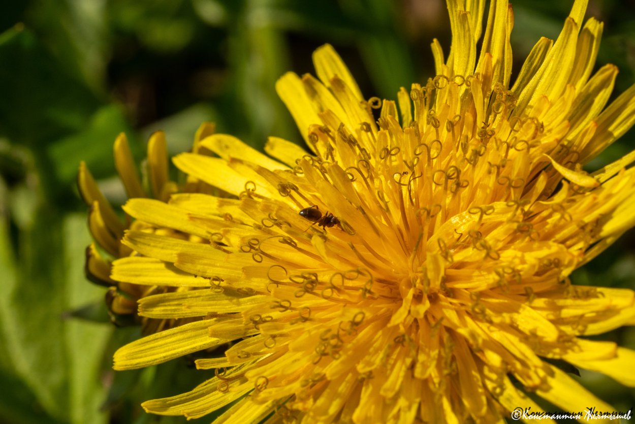 Мимоза цветок