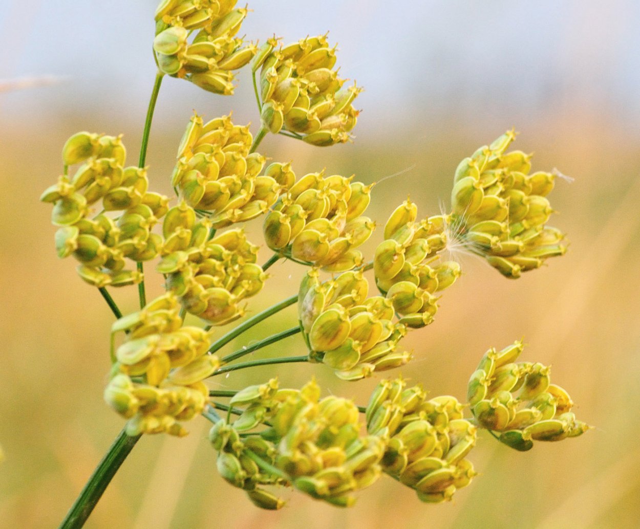 Краспедия шаровидная