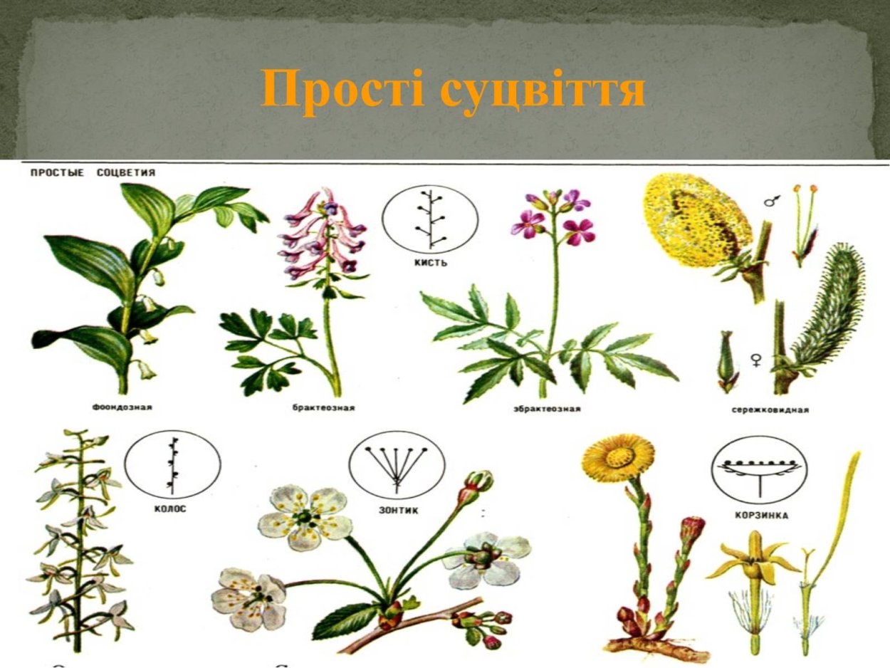 Крестоцветные рапс