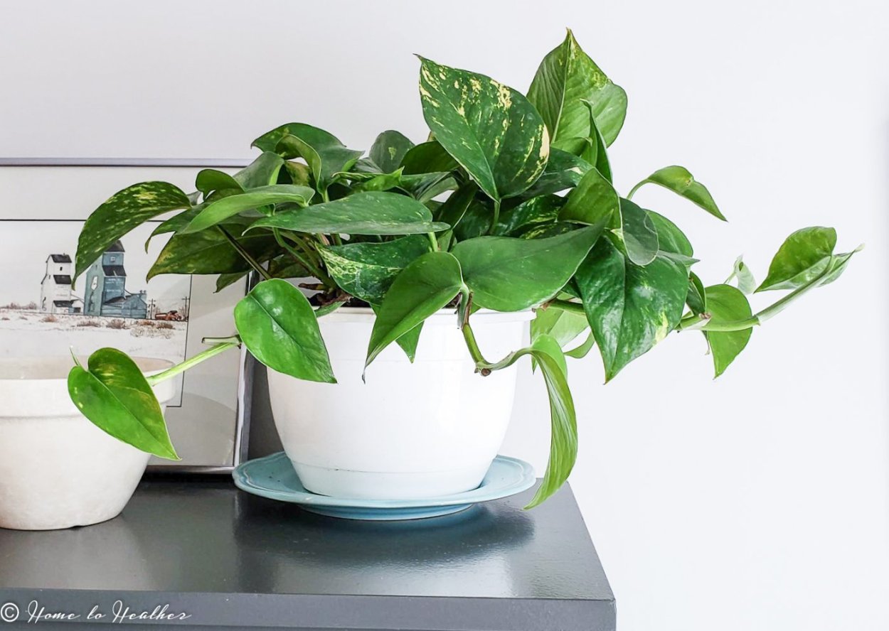 Лиана Эпипремнум