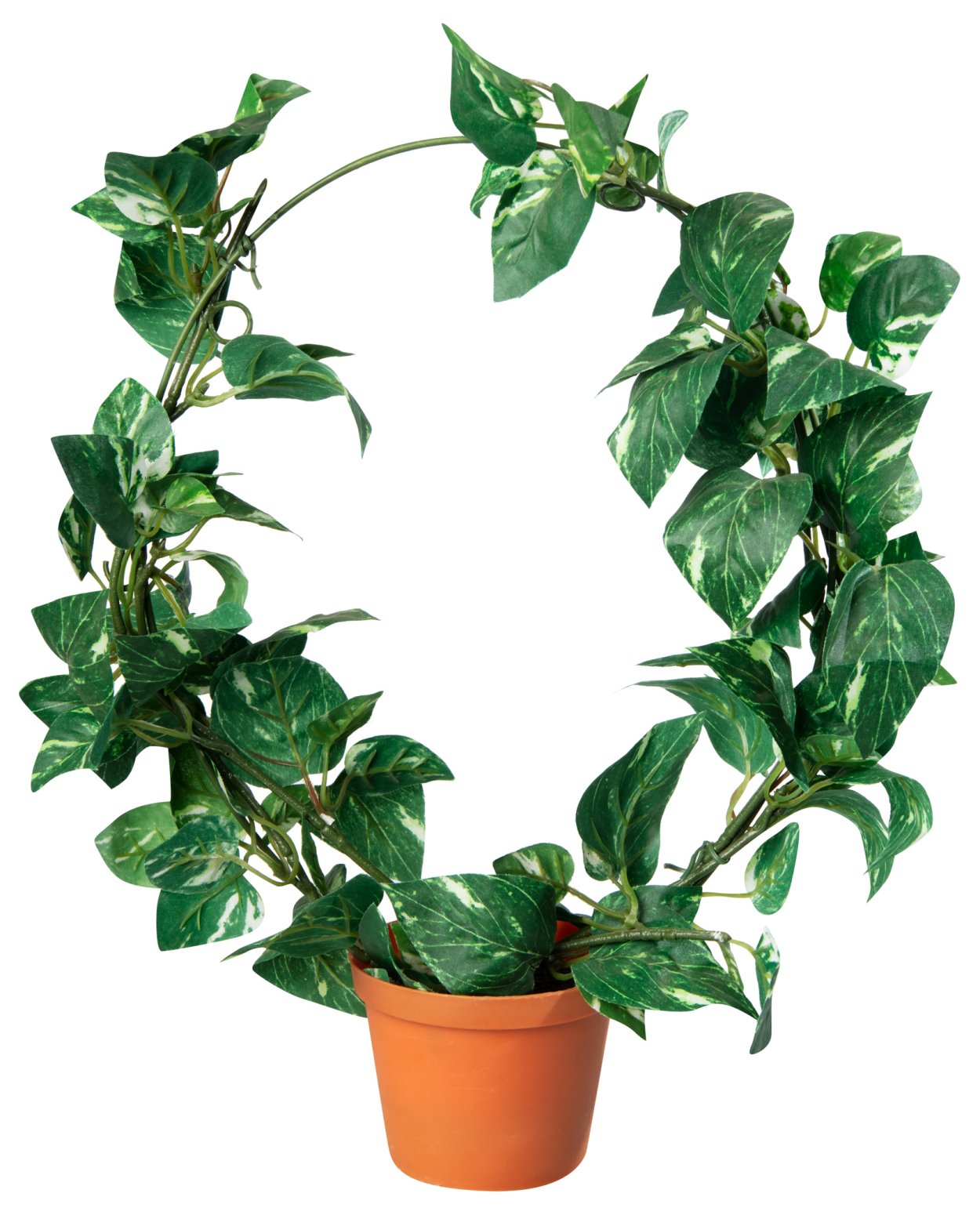 Филодендрон Сканденс Бразил