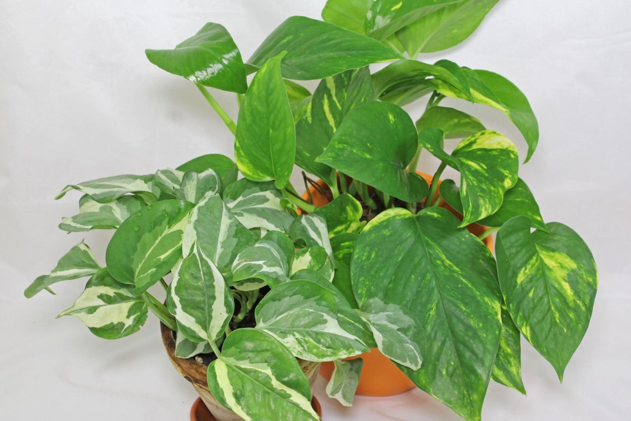 Эпипремнум Голден Квин