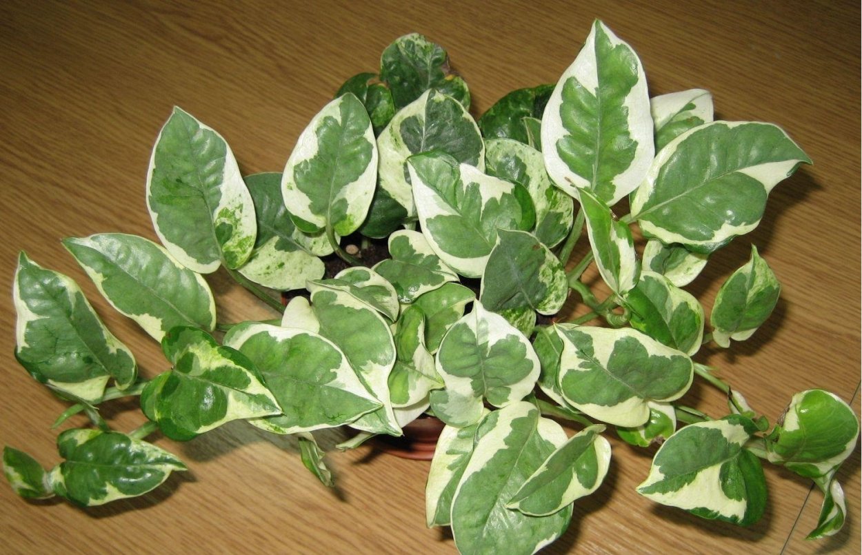 Лиана Эпипремнум